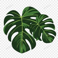 Daun Daun Ilustrasi Alam Bingkai Foto