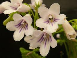 Image result for Streptocarpus leptopus