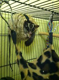 Sugar Glider Eating Coconut In His Nest Sugar Glider Gliders Animals