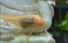 Fungus gnats may also spread pythium, a group of plant pathogens that causes damping off in. Albino Bristlenose Pleco Detailed Guide Care Diet And Breeding Shrimp And Snail Breeder