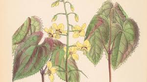 Image result for Berberidaceae