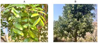 Image result for Ptaeroxylon obliquum