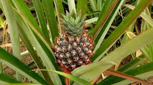 Ananas Ananas Comosus Plantation Culture Entretien