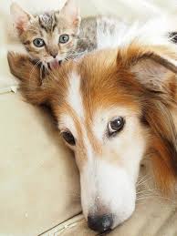Sheltie Getting A Cat Scan Sheltie Dog Cat Animals