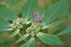 Image result for Droguetia