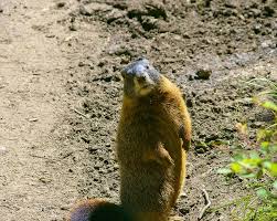Teton Yellow-Bellied Marmot Rock - Free photo on Pixabay
