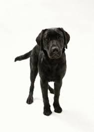 Black And White Chesapeake Bay Retriever Strong Black Chesapeake Bay Retriever Dog Labrador Retriever Retriever Labrador