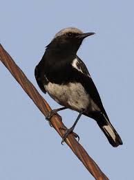 Gauteng Garden Birds Of South Africa Mountain Wheatear Or Mountain Chat Male Oenanthe Monticola At Suikerbosrand Nature Reserve Gauteng South Africa South African Birds Nature Reserve Wild Birds