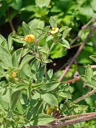 Image result for Stylosanthes fruticosa