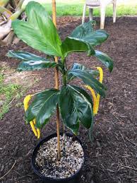 Image result for Eulophia tenella