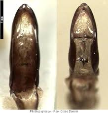 Image result for Plinthus