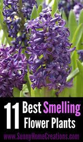This wonderful climbing jasmine is also another perennial, so you get to keep enjoying it year after year. 11 Best Smelling Plants For Your Yard Best Smelling Flowers Smelling Flowers Fragrant Plant