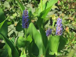 Image result for Pontederiaceae