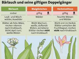 Ein mann aus bayern hat vermutlich. Barlauch Todliche Verwechslungen Sind Moglich Gesundheit Vol At