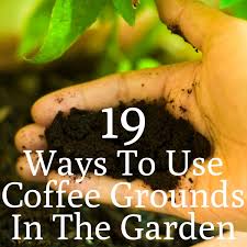 Treehugger / alexandra cristina nakamura. 19 Top Tips For Using Coffee Grounds In The Garden Gardening
