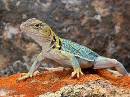 Arizona Lizard Black And White Tail Kingsnake Com Herpforum Lizard Forums Collared Lizards Animals Spirit Animal Your Spirit Animal
