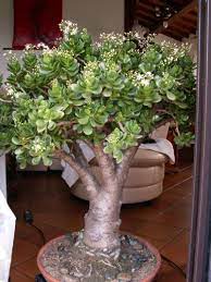 Avea si radacinile cam iesite, dar avand un. Arborele De Jad Sau Planta Banilor Adela Parvu Interior Design Blogger