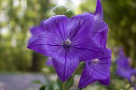 Register as a flower lovers club member & start saving! Balloon Flower How To Grow And Care For Balloon Flowers