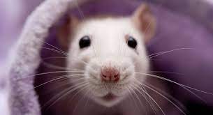 Mon coeur a des rat?s. Pourquoi Le Rat Ne Vit Que 2 Ou 3 Ans Nac Magazine