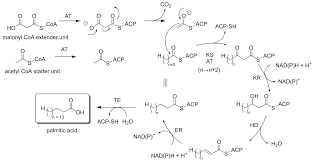 Image result for Fatty Acid