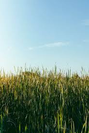 download green grass and the sky wallpaper cellularnews download green grass and the sky