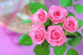 Rose Wallpaper Hd Tumblr For Walls For Mobile Phone Widescreen For Desktop Full Size Dwonload 2013 Pin Rose Flower Wallpaper Rose Flower Photos Rose Flower Hd