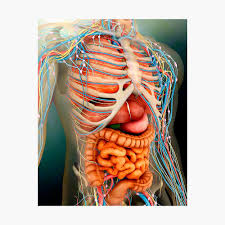 Perspective View Of Human Body Whole Organs And Bones Metal Print By Stocktrekimages Redbubble