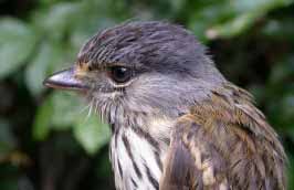 Image result for Sclerochiton obtusisepalus