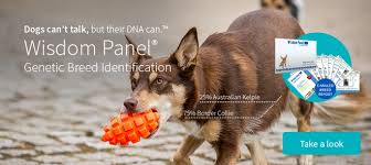 The dna test i conducted with the 3.0 kit was not a free trial. Wisdom Panel Dna Test We Ask The Experts Viovet Blog