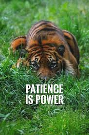 La Paciencia Es Poder Patience Quotes Warrior Quotes Lion Quotes
