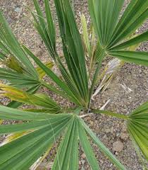 Image result for Sabal etonia