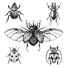 Black And White Insect Photos Hand Drawn Beetles Set Black And White Insects For Design How To Draw Hands Insect Art Beetle Tattoo