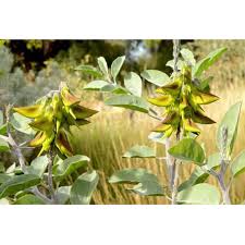 Image result for Crotalaria karagwensis