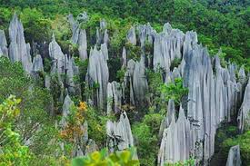 Sebuah syarikat malaysia telah memulakan kerja penebangan hutan untuk ladang kelapa sawit seluas 4,400 hektar berhampiran taman negara mulu. Beautiful Malaysia Coast To Highlands Luxury Malaysia Itinerary Remote Lands