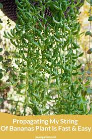 Plant propagation definition when to propagate propagating in water. Propagating My String Of Bananas Plant Is Fast Easy