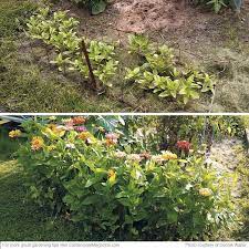 Stake Tall Flowers The Easy Way Zinnia Garden Tall Flowers Rock Garden Landscaping