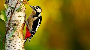 Check spelling or type a new query. Great Spotted Woodpecker D Major Woodland Trust