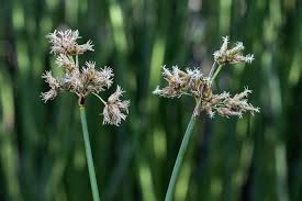 Image result for Schoenoplectus sp.no.1