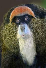 coisas de tere unusual animals animals wild rare animals