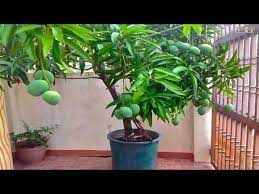Top 10 Fruits And Vegetables You Should Plant In The House Youtube