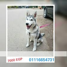 مصر القاهرة كلب هاسكى ذكر ٥ شهور عين وعين معاه شهادة التطعيمات Pet4sell Dogs Animals Husky