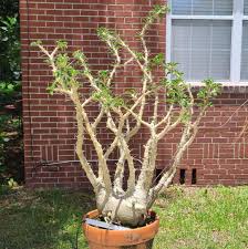 Image result for Pachypodium saundersii