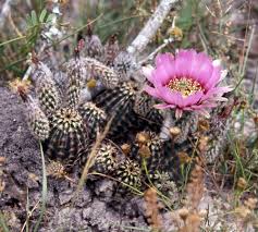 How many of these 17 fun and interesting facts do you know? Black Lace Cactus Federal State Listed Plants Of Texas