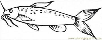 January 15th, 2021 08:45:18 amcatfishadmin. Catfish 14 Coloring Page For Kids Free Catfish Printable Coloring Pages Online For Kids Coloringpages101 Com Coloring Pages For Kids