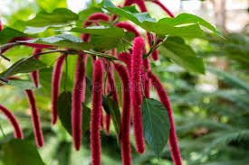 Image result for Acalypha lanceolata