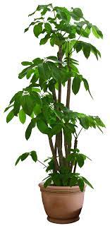 Plant Png 11 By Digitalwideresource On Deviantart Pot Bunga Tanaman Bunga
