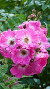Arena rose co.'s catalog 2000 says: Rosa American Pillar Rose American Pillar Rambling Rose