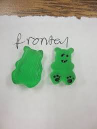 Pin On Anatomy And Physiology