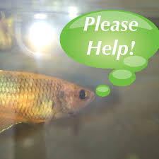 Then keep reading to find out all the common causes, as well as what are the symptoms of betta fish bloat? Petition For Petco And Petsmart To House Their Betta Fish In Better Conditions