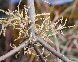 Image result for Alchornea cordifolia